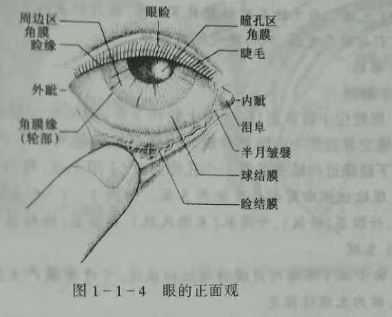 驗光師培訓知識點：眼的解剖和生理概述