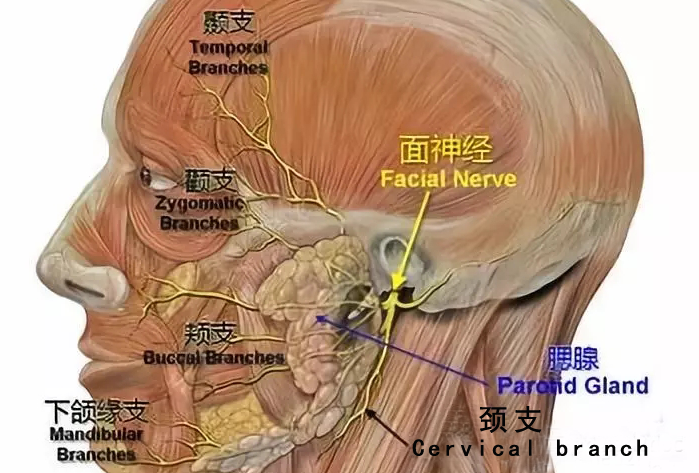 惠州驗(yàn)光師培訓(xùn)學(xué)校告訴您眼皮一直跳到底是怎么回事？